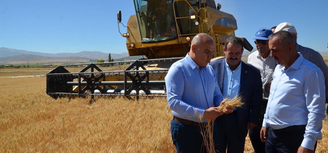 Sayın Valimiz Merkeze bağlı  Ovacık köyünde Buğday hasadına katıldı.